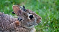 Wild rabbits spotted with strange 'horn-like' growths sprouting from their heads