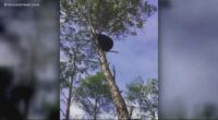 With a bear hunt approved for FL, a case from seven years ago is proving relevant
