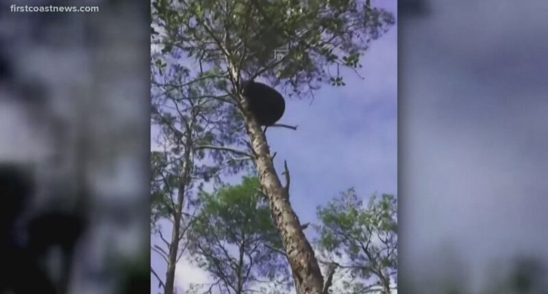 With a bear hunt approved for FL, a case from seven years ago is proving relevant