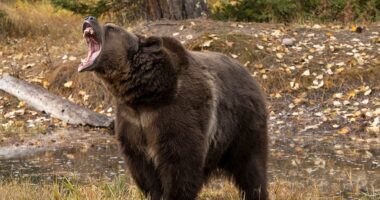 Woman saves husband's life with bear spray during grizzly attack in wilderness