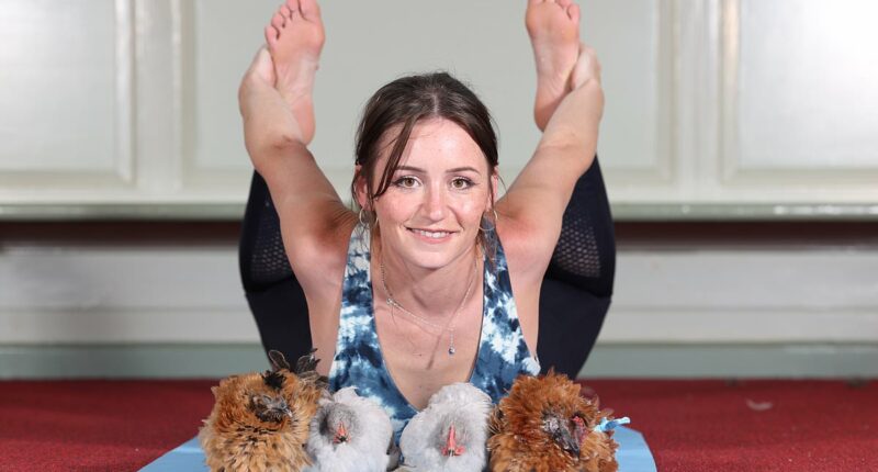 Would you dare try the latest trend in stress relief... a yoga session with fluffy chickens!