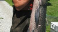 You could get paid for catching these fish species