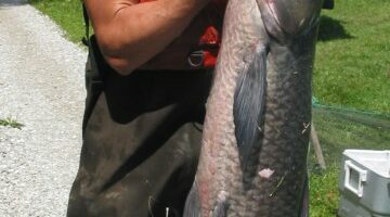 You could get paid for catching these fish species