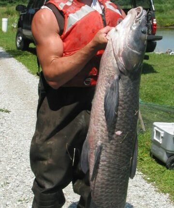 You could get paid for catching these fish species