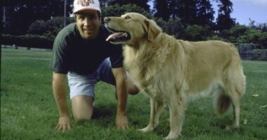 Your dog could be the next 'Air Bud.' Here's how to apply