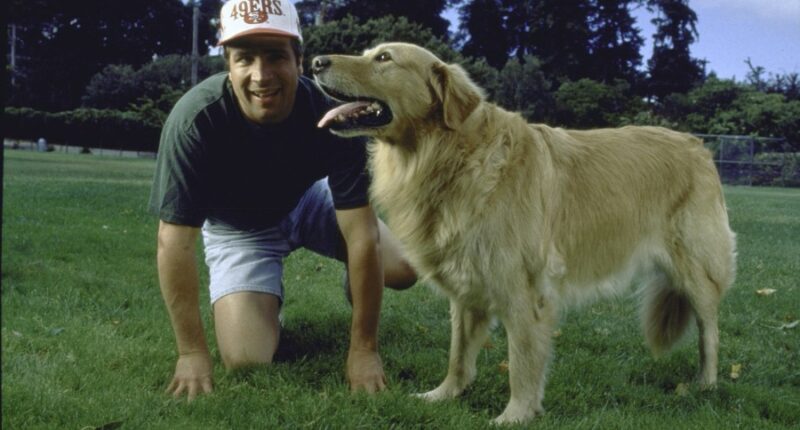 Your dog could be the next 'Air Bud.' Here's how to apply