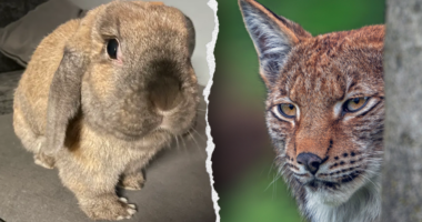 Zoo's request for donations of pets to be fed to predatory animals draws PETA blowback