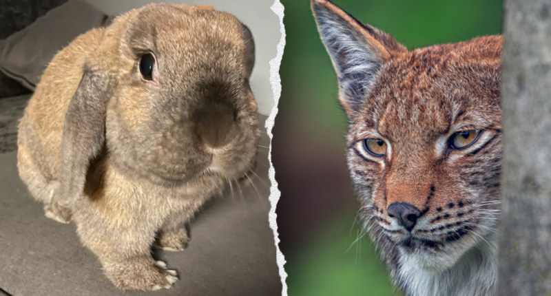 Zoo's request for donations of pets to be fed to predatory animals draws PETA blowback