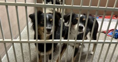 12 pups rescued from 'filthy conditions' in Oregon home