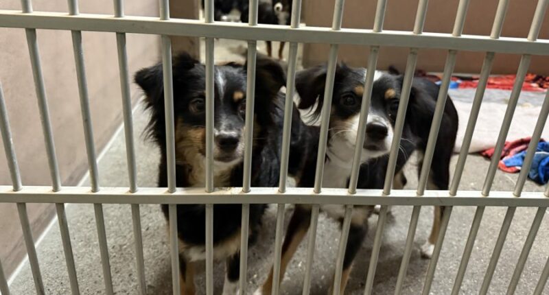 12 pups rescued from 'filthy conditions' in Oregon home