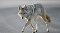 6-year-old boy attacked by coyote at crowded California park