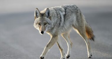 6-year-old boy attacked by coyote at crowded California park