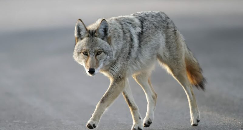 6-year-old boy attacked by coyote at crowded California park