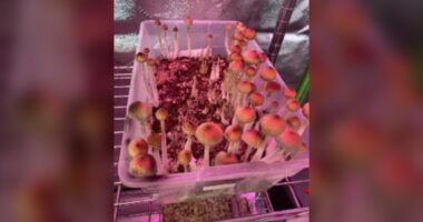 Aspen man credits psychedelics for helping him to recover from traumatic brain injury