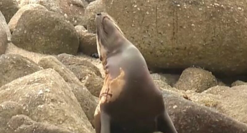 Beach walker sickened by mystery man's act with seal carcass