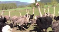 Billionaire supermarket mogul is sticking his neck out to save Oly, Hal and Co in bizarre big bird battle