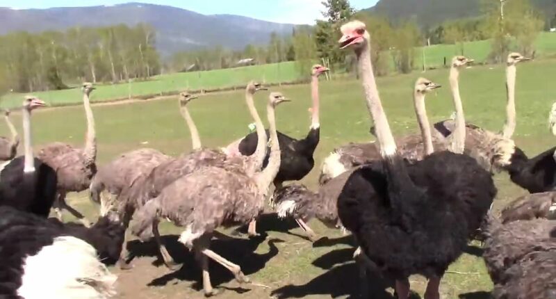 Billionaire supermarket mogul is sticking his neck out to save Oly, Hal and Co in bizarre big bird battle