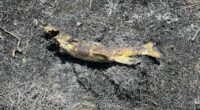 Canada wildfire sparked by fish falling from the sky