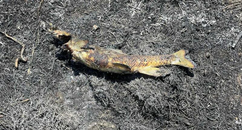 Canada wildfire sparked by fish falling from the sky