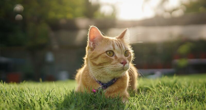 Cats with dementia could be 'key' to treating humans with condition