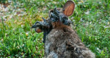 Colorado wild rabbits' 'hornlike' growths linked to virus