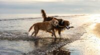 Expert says 'call your vet' if you spot these seven symptoms in dogs