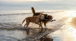 Expert says 'call your vet' if you spot these seven symptoms in dogs