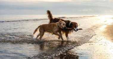 Expert says 'call your vet' if you spot these seven symptoms in dogs