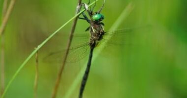 Extremely rare dragonfly spotted in southern Missouri