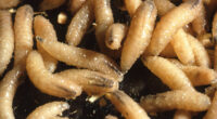 HHS allows emergency use for animal drugs to fight screwworm outbreak