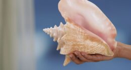 How blowing through a conch could help you sleep better