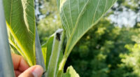 Indiana man appears to reclaim national sunflower record, despite squirrels