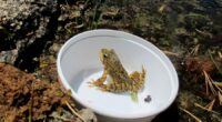 Oakland Zoo releases 1,000 yellow-legged frogs on verge of extinction
