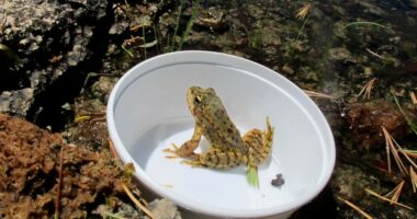 Oakland Zoo releases 1,000 yellow-legged frogs on verge of extinction
