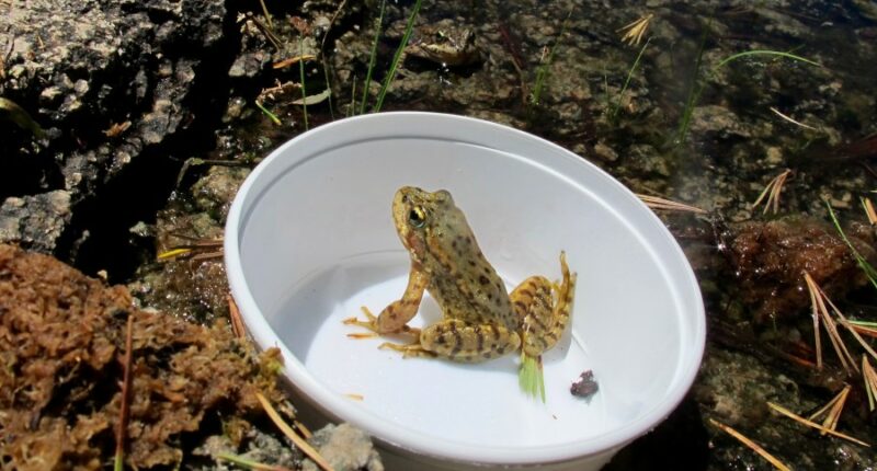 Oakland Zoo releases 1,000 yellow-legged frogs on verge of extinction