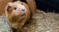 Perth prisoners accused of eating guinea pigs from animal shelter