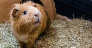 Perth prisoners accused of eating guinea pigs from animal shelter