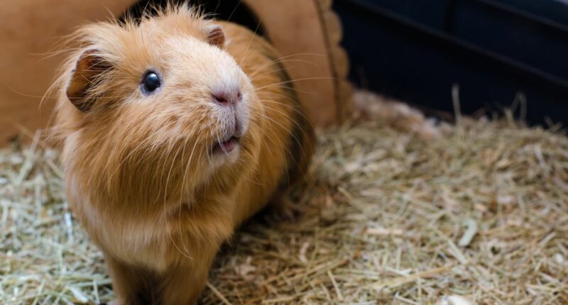 Perth prisoners accused of eating guinea pigs from animal shelter