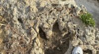 Possible dinosaur tracks uncovered by Central Texas floods