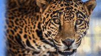 Rescued jaguar thriving at California wildlife sanctuary