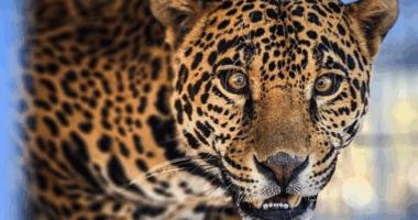 Rescued jaguar thriving at California wildlife sanctuary