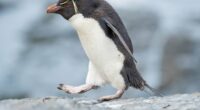 SMALL CAP MOVERS: Rockhopper seeks $140m for Falkland's offshore oil