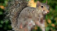 Terrifying 'zombie squirrels' with oozing flesh pods on their bodies invade US backyards