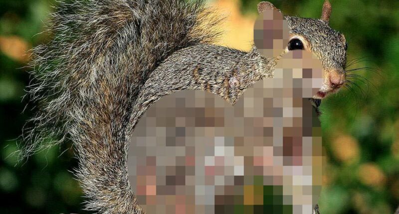 Terrifying 'zombie squirrels' with oozing flesh pods on their bodies invade US backyards