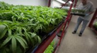 Trump admin may reclassify marijuana: Would that make it legal in the US?