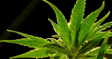 Trump considers reclassifying marijuana as less dangerous drug