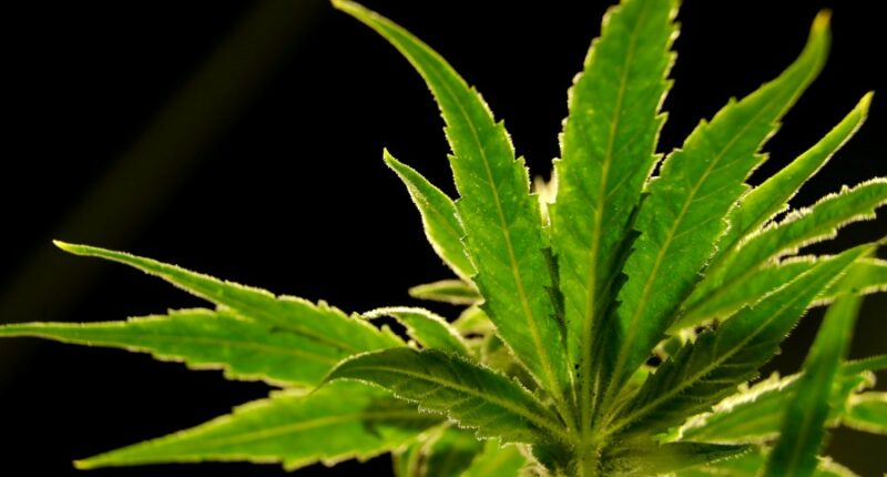 Trump considers reclassifying marijuana as less dangerous drug