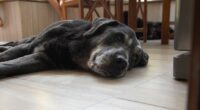 Vet reveals the nine warning signs that your dog is in pain