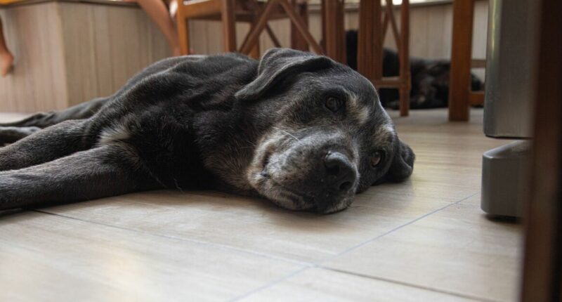 Vet reveals the nine warning signs that your dog is in pain