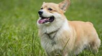 Vet urges pet owners to watch for seven worrying signs during heatwave